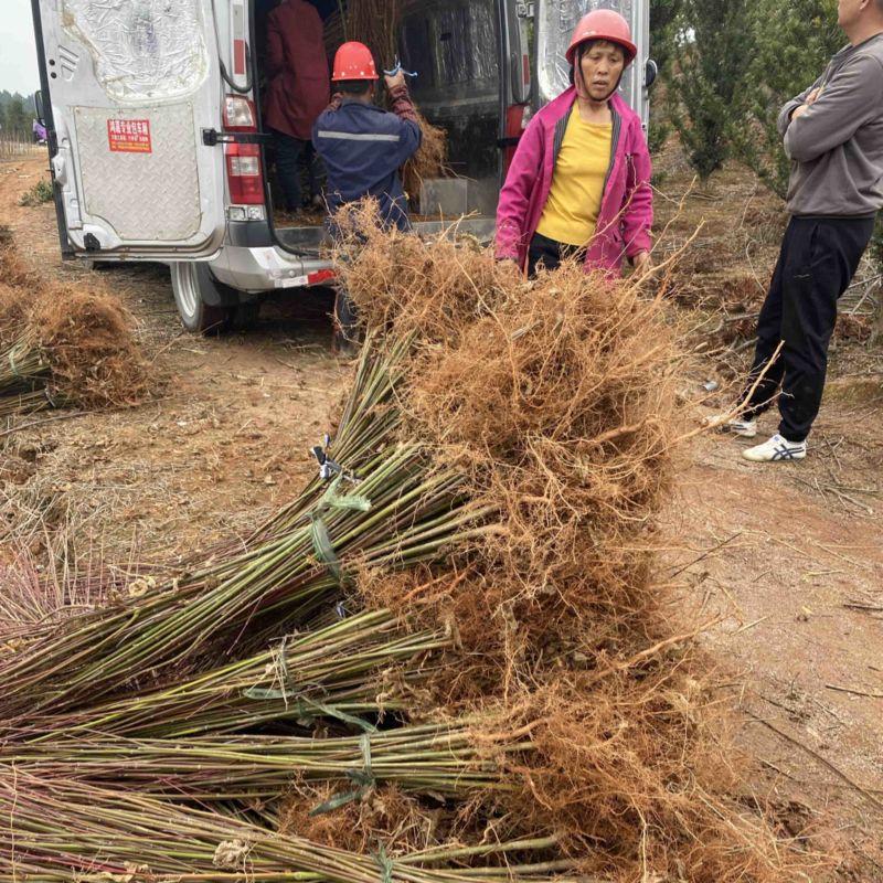 青枫苗供应，根须发达嫁接占木苗圃自产自销，走量批发，