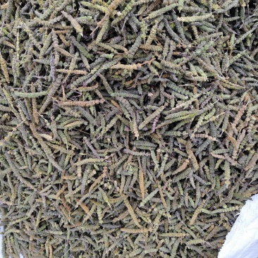 荆芥荆芥穗全荆芥段新货颜色绿无硫人工手剪穗