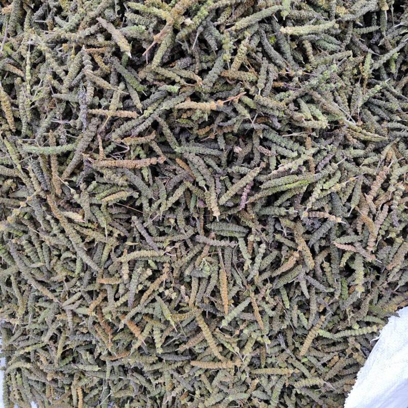 荆芥荆芥穗全荆芥段新货颜色绿无硫人工手剪穗