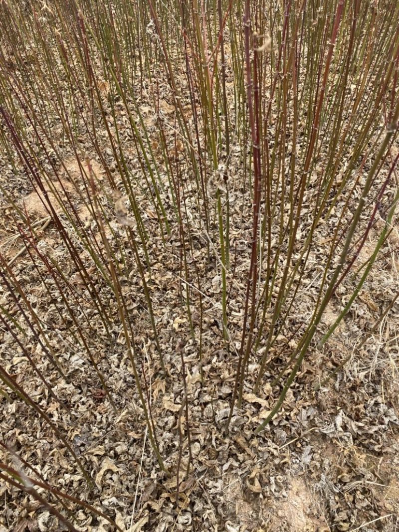青枫苗供应，根须发达嫁接占木苗圃自产自销，走量批发，