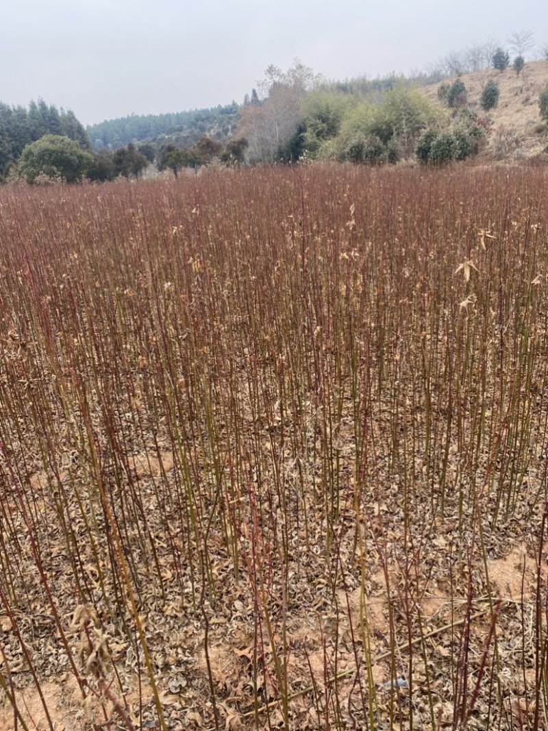 青枫苗供应，根须发达嫁接占木苗圃自产自销，走量批发，