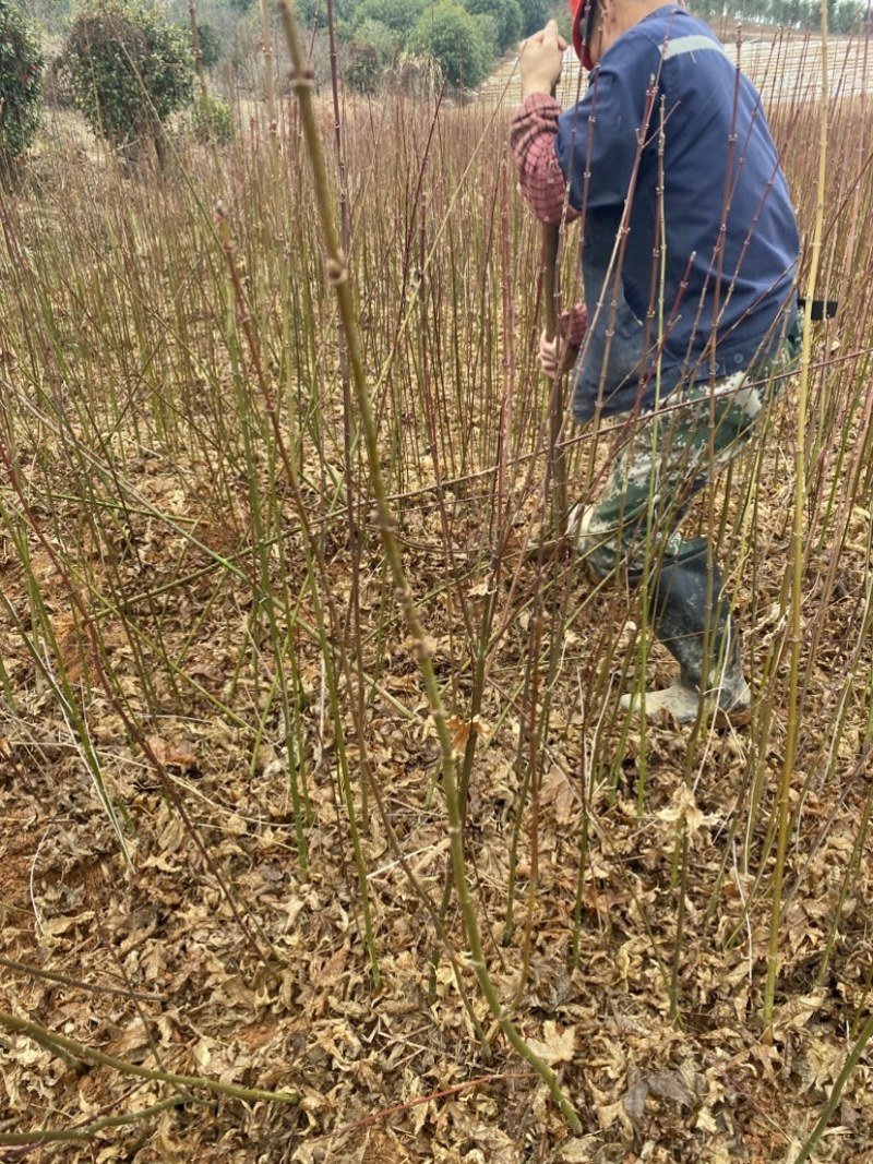 青枫苗供应，根须发达嫁接占木苗圃自产自销，走量批发，