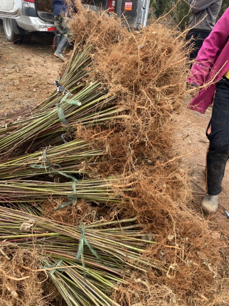 青枫苗供应，根须发达嫁接占木苗圃自产自销，走量批发，