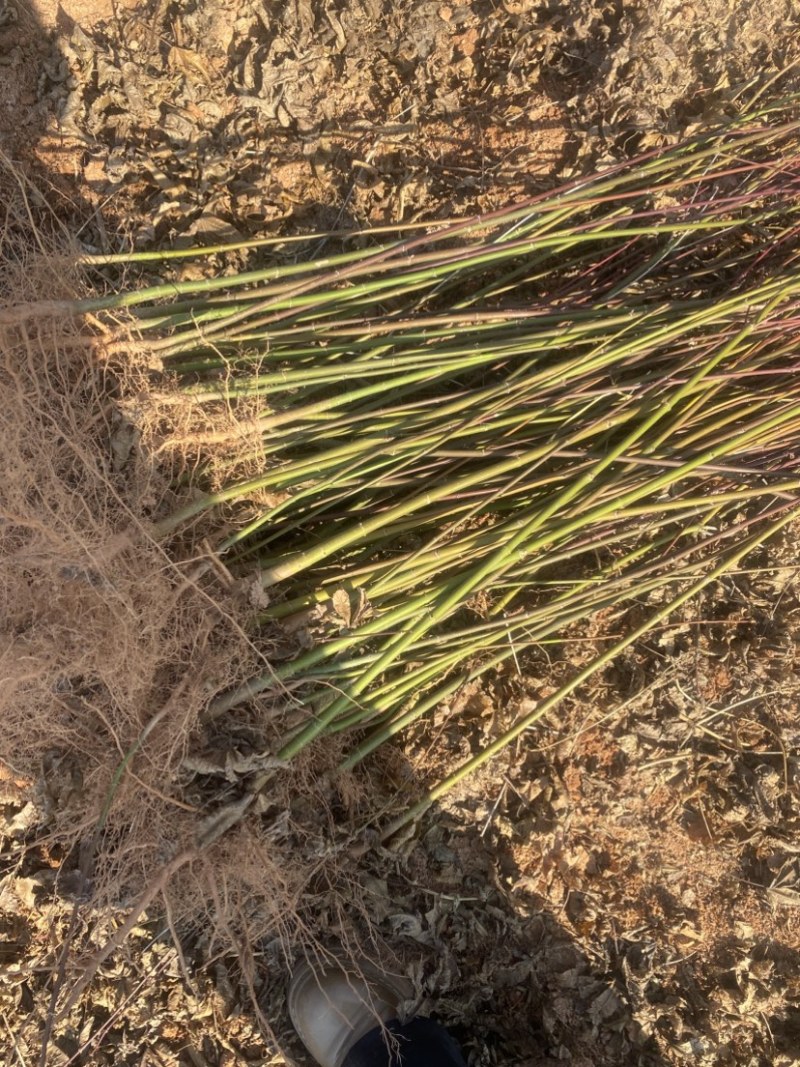 青枫苗供应，根须发达嫁接占木苗圃自产自销，走量批发，