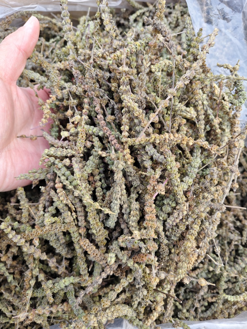 荆芥荆芥穗全荆芥段新货颜色绿无硫人工手剪穗
