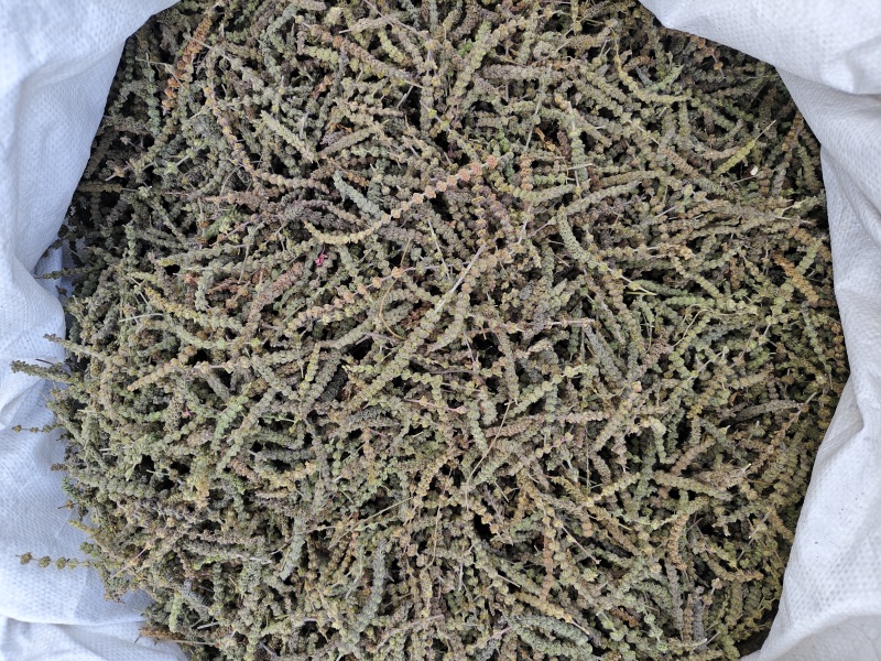 荆芥荆芥穗全荆芥段新货颜色绿无硫人工手剪穗