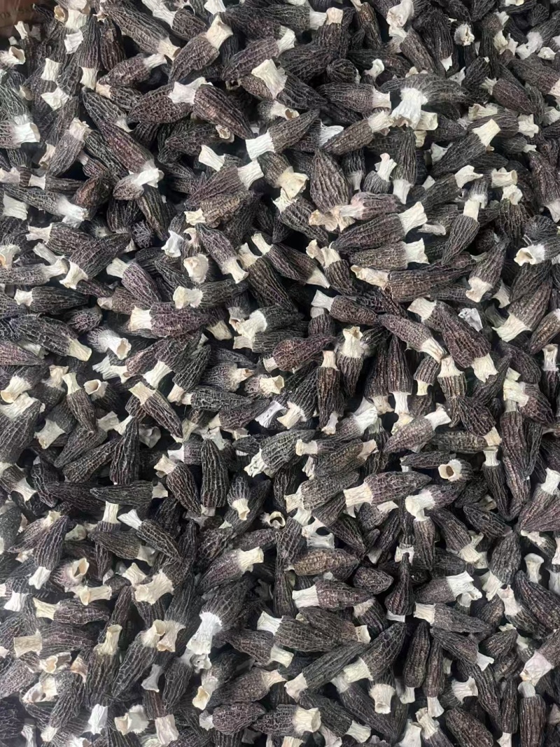 羊肚菌干货批发零售，头茬肉厚新货剪柄剪脚各种规格齐全