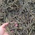 荆芥荆芥穗全荆芥段新货颜色绿无硫人工手剪穗