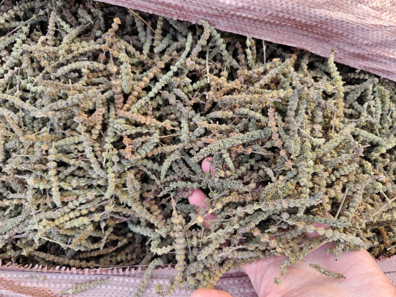 荆芥荆芥穗全荆芥段新货颜色绿无硫人工手剪穗