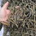 荆芥荆芥穗全荆芥段新货颜色绿无硫人工手剪穗