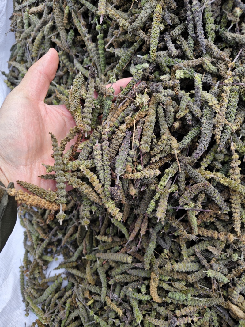 荆芥荆芥穗全荆芥段新货颜色绿无硫人工手剪穗