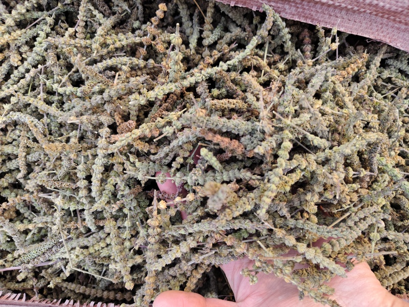 荆芥荆芥穗全荆芥段新货颜色绿无硫人工手剪穗