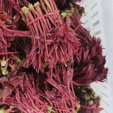 香椿芽