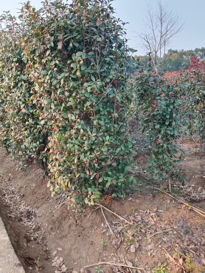 红叶石楠柱子，规格齐全