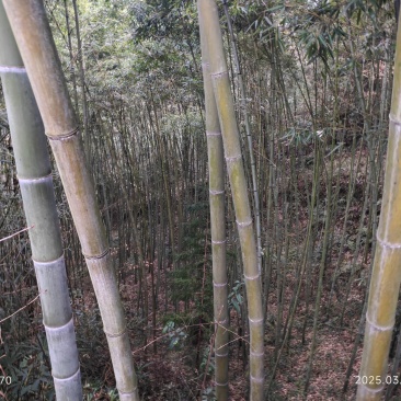 慈竹楠竹金竹