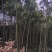 慈竹楠竹金竹