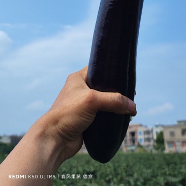 广东湛江烧烤茄