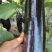 广东湛江烧烤茄
