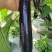 广东湛江烧烤茄