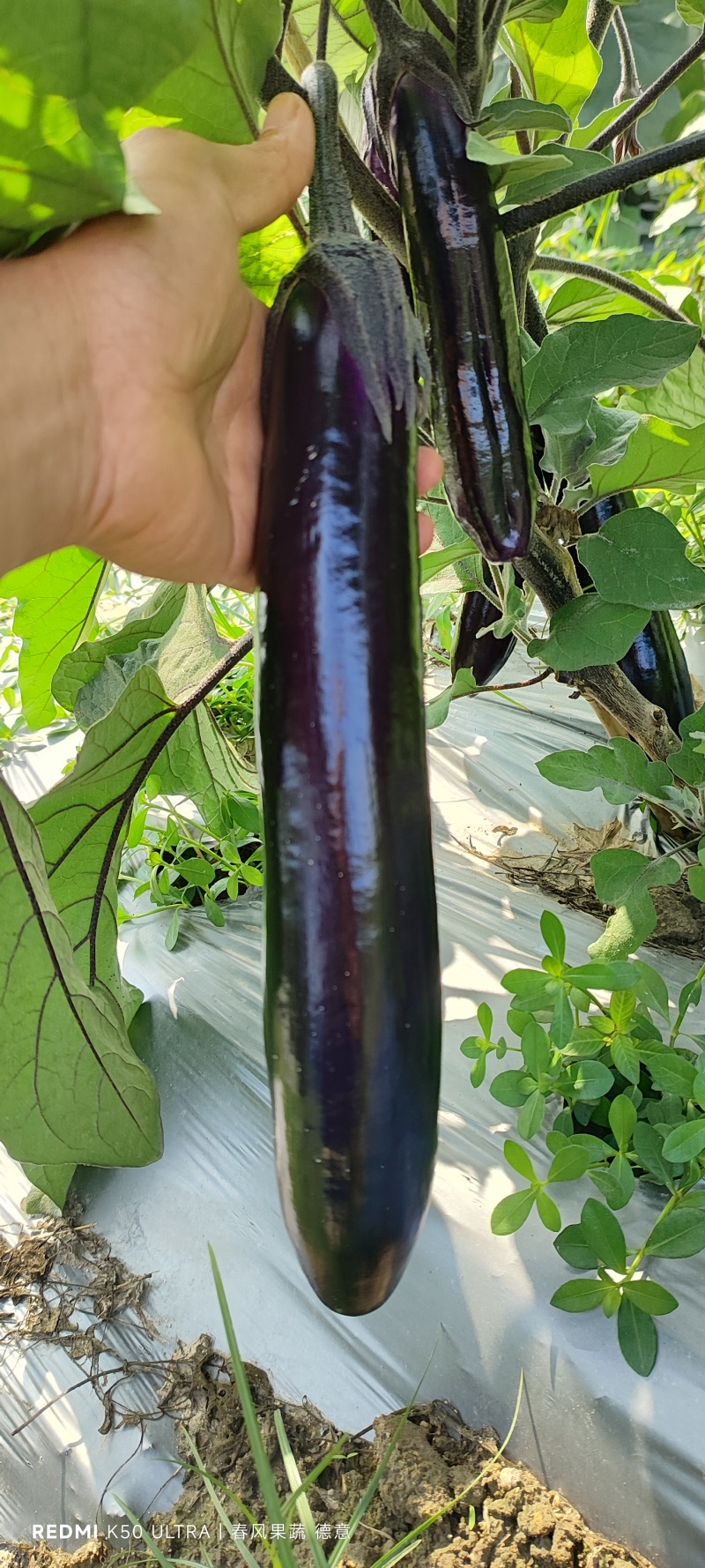 广东湛江烧烤茄