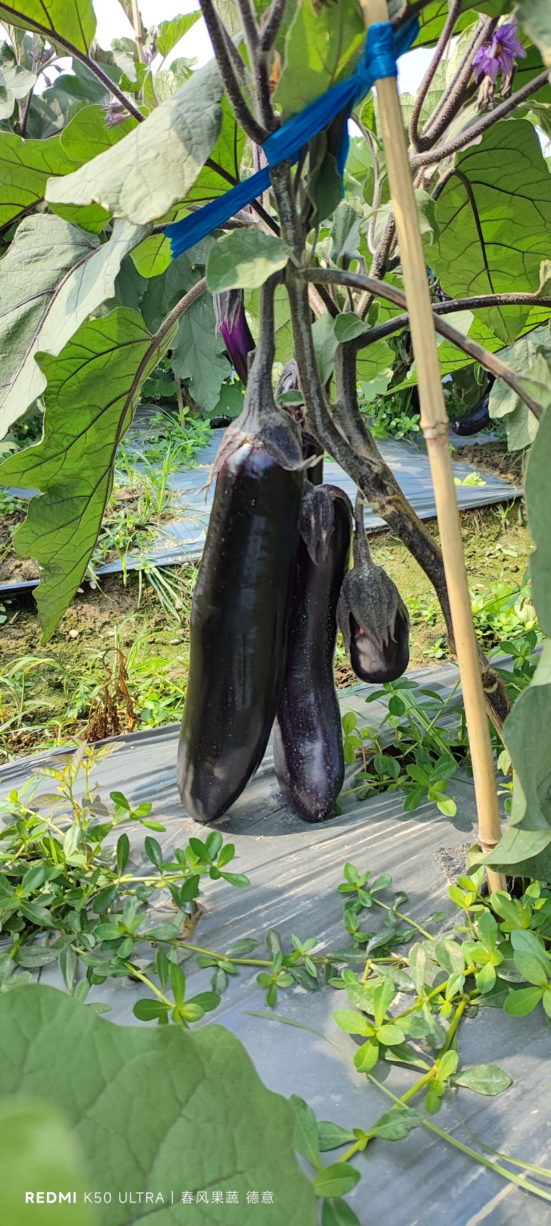 广东湛江烧烤茄