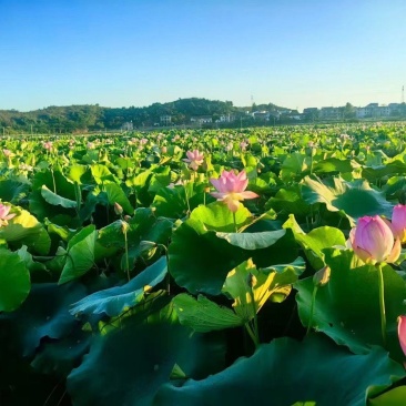 36号太空莲种、子莲种广昌莲种、水果莲种、观赏莲种