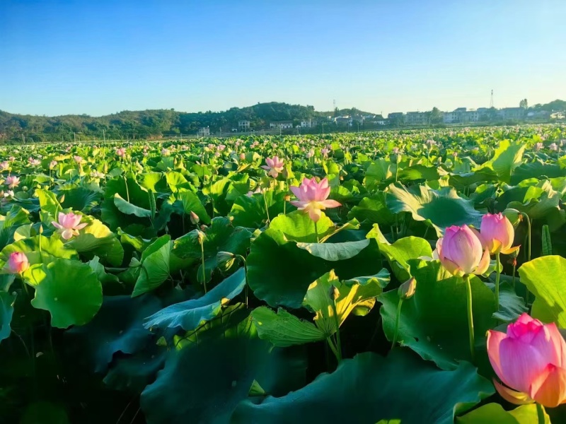 36号太空莲种、子莲种广昌莲种、水果莲种、观赏莲种