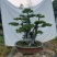 赤楠桩，赤楠盆景，规格齐全