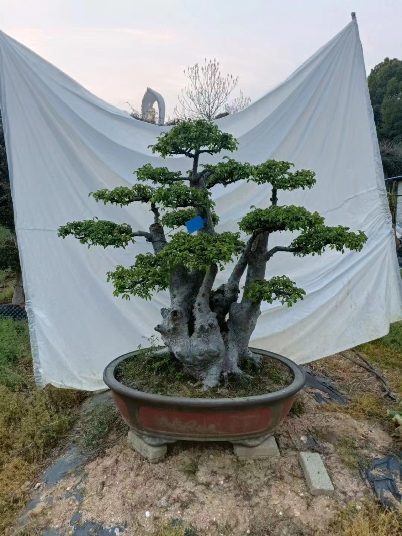 赤楠桩，赤楠盆景，规格齐全