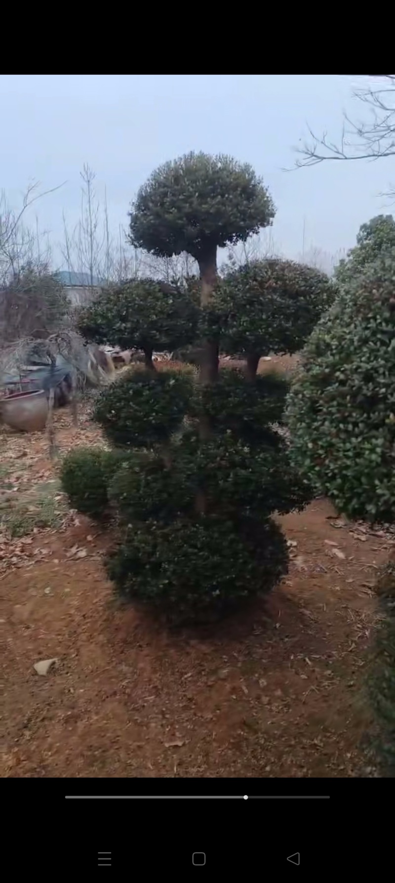 赤楠桩，赤楠盆景，规格齐全