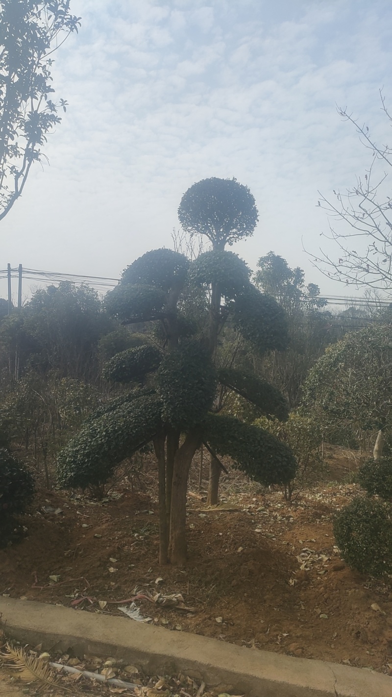赤楠桩，赤楠盆景，规格齐全