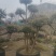 赤楠桩，赤楠盆景，规格齐全