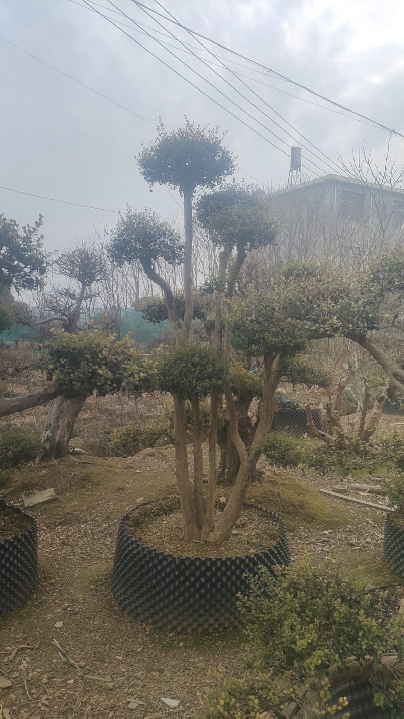赤楠桩，赤楠盆景，规格齐全