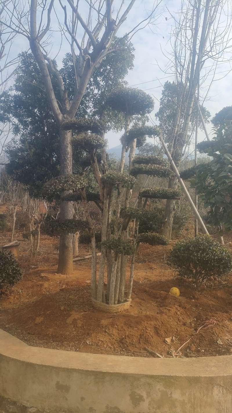 赤楠桩，赤楠盆景，规格齐全