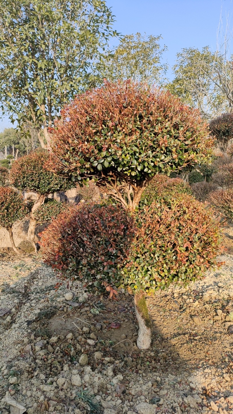 赤楠桩，赤楠盆景，规格齐全