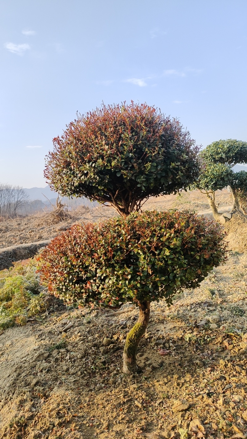 赤楠桩，赤楠盆景，规格齐全