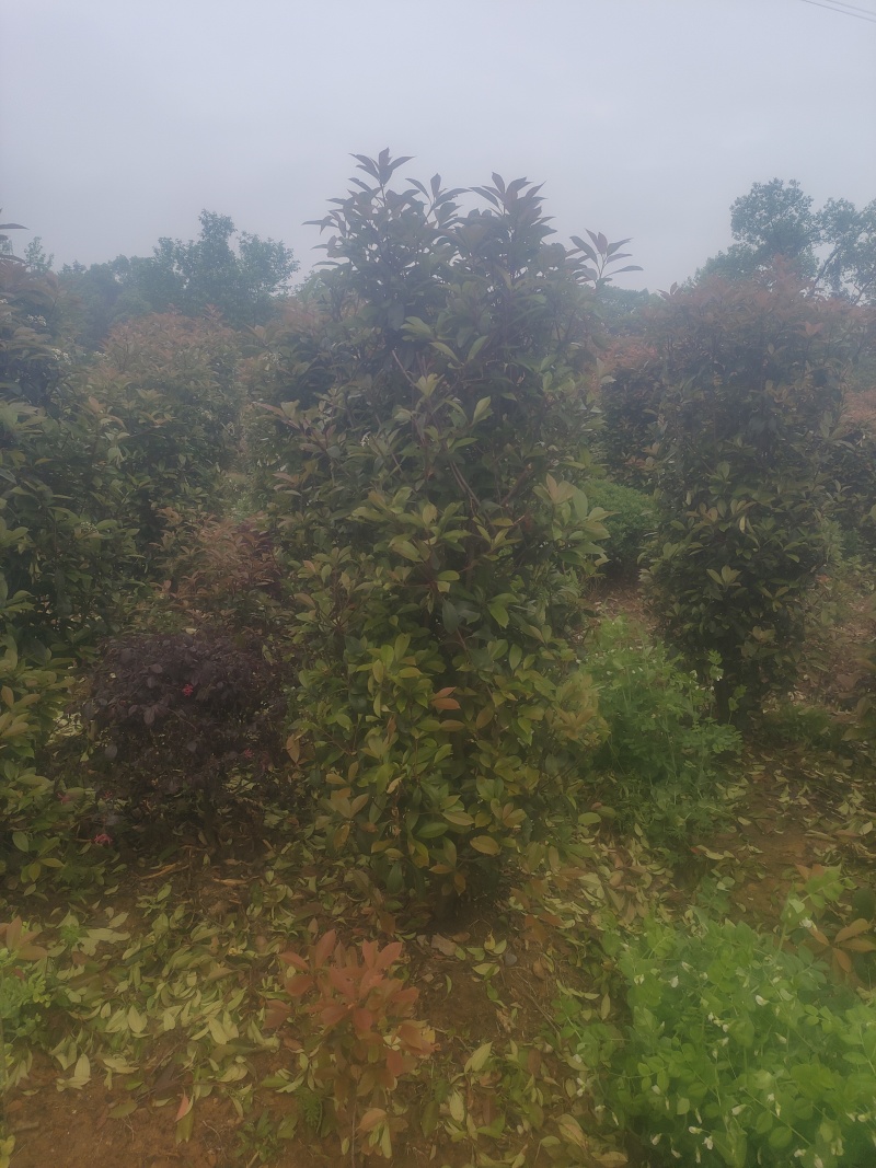 赤楠桩，赤楠盆景，规格齐全
