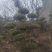 赤楠桩，赤楠盆景，规格齐全
