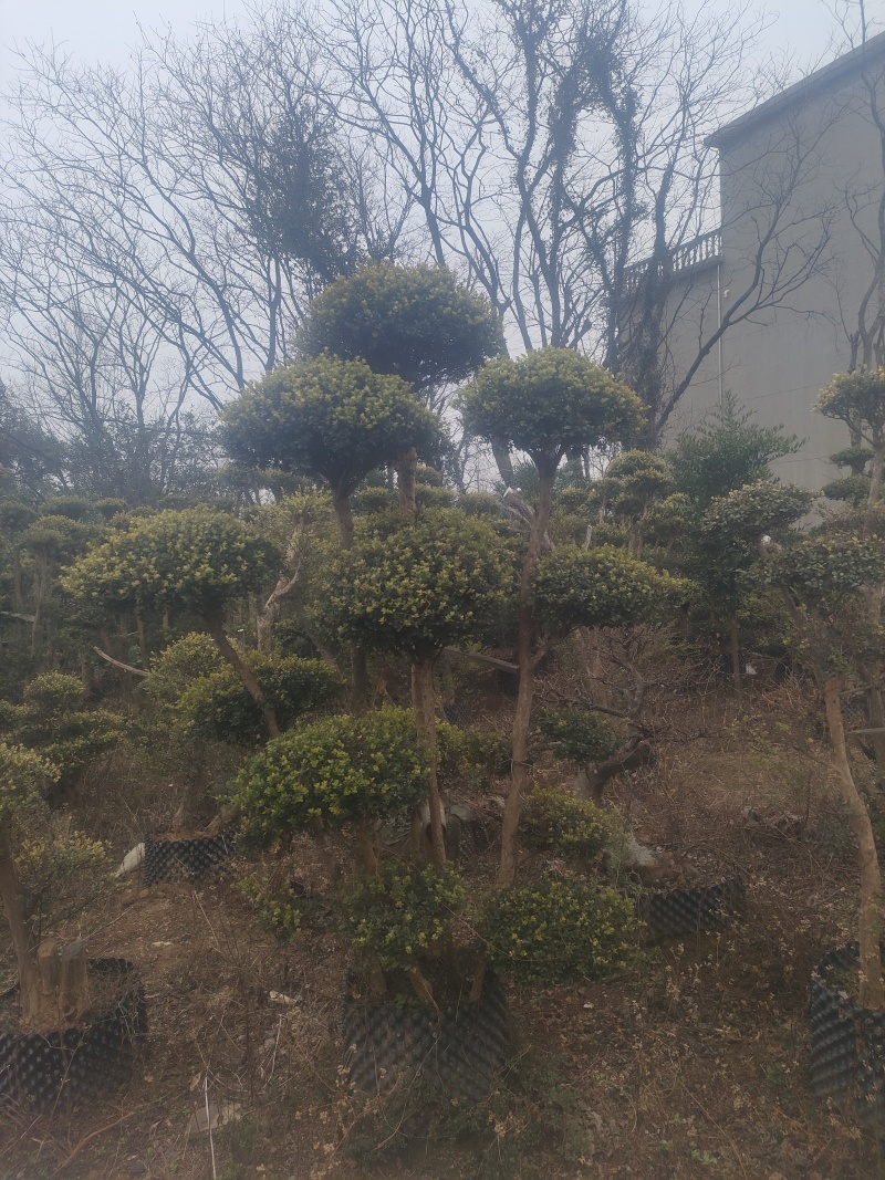 赤楠桩，赤楠盆景，规格齐全