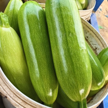 油绿西葫芦产地直发支持分拣包装电商市场商超食品厂