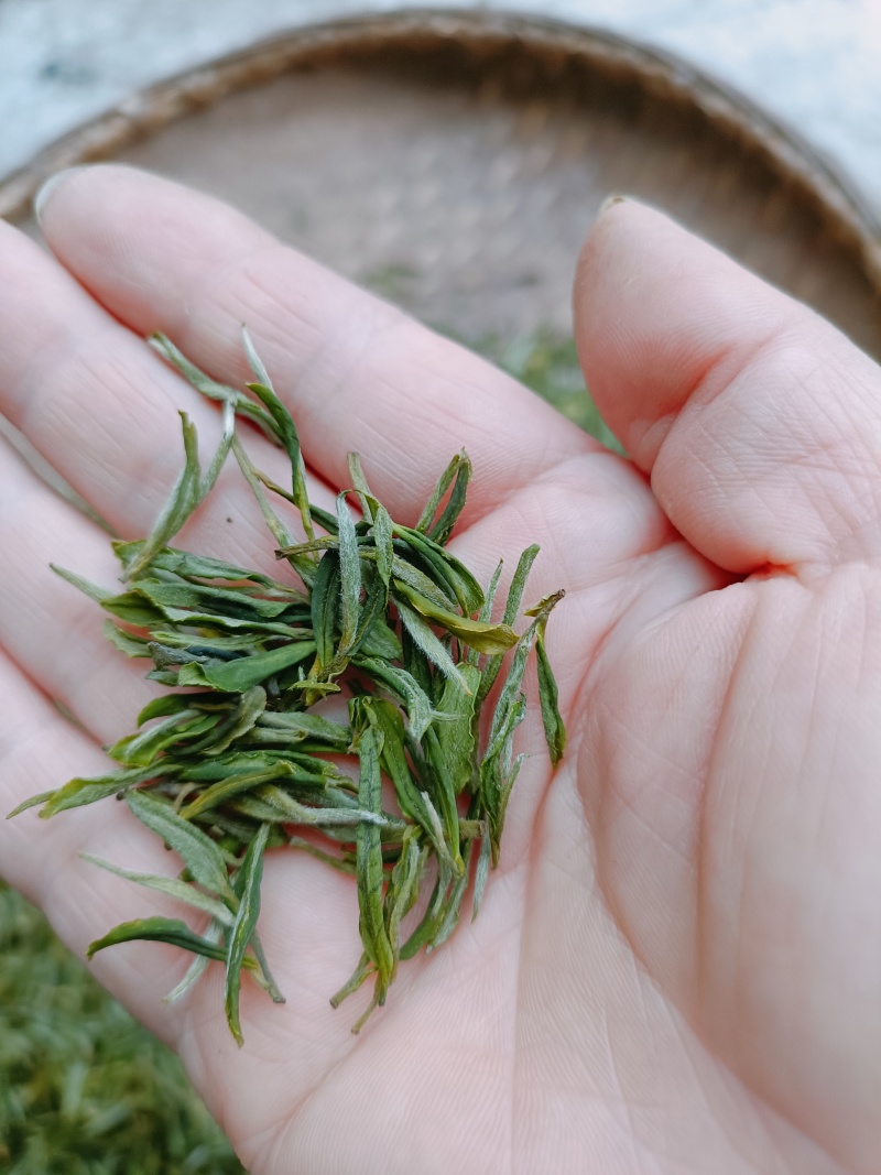 舒城小兰花
