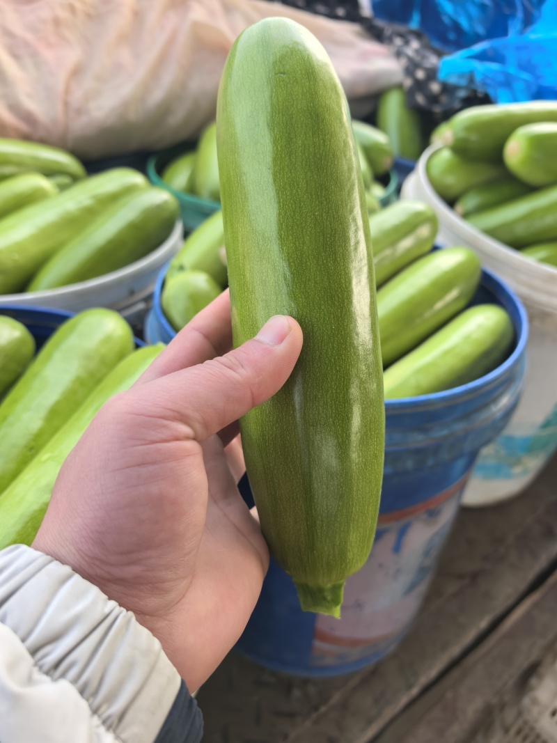 油绿西葫芦产地直发支持分拣包装电商市场商超食品厂