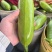 油绿西葫芦产地直发支持分拣包装电商市场商超食品厂