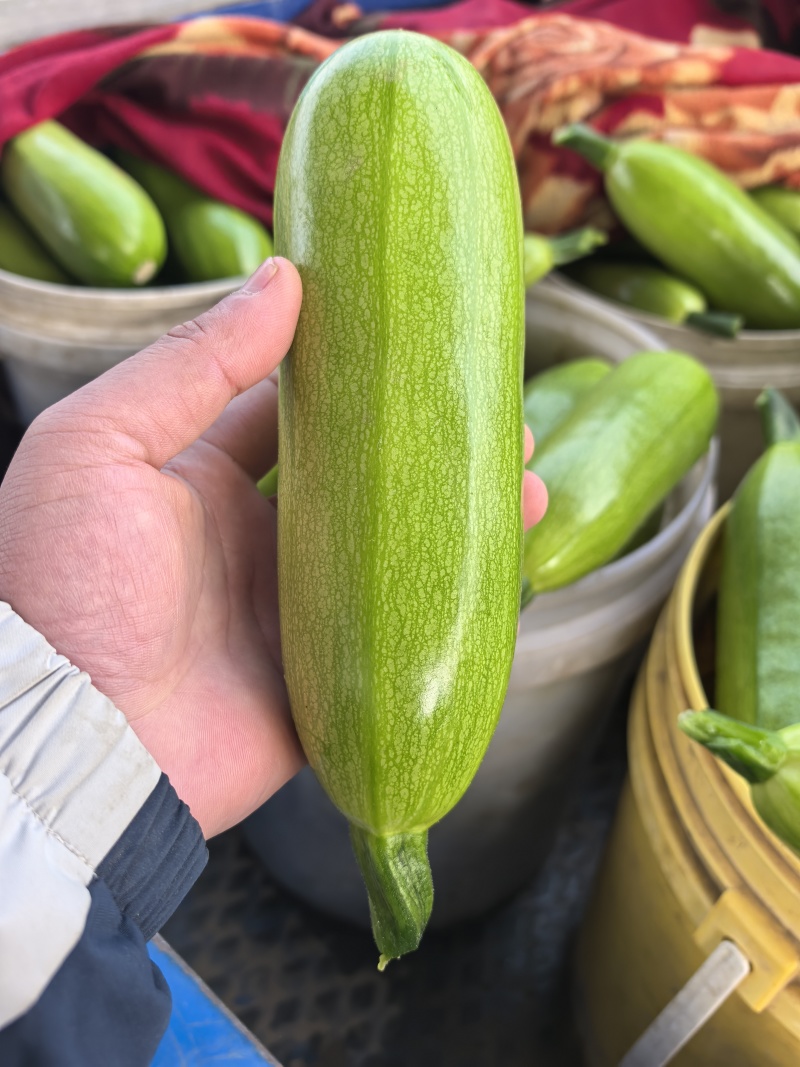 油绿西葫芦产地直发支持分拣包装电商市场商超食品厂