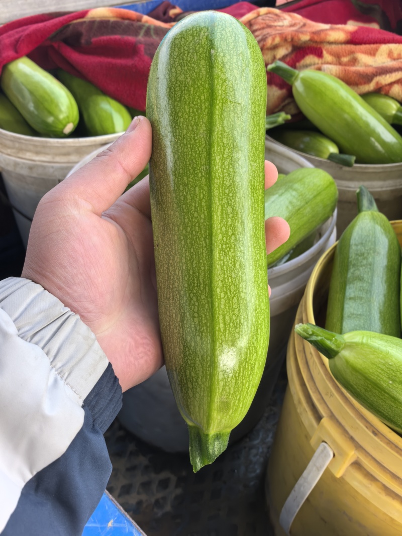 油绿西葫芦产地直发支持分拣包装电商市场商超食品厂