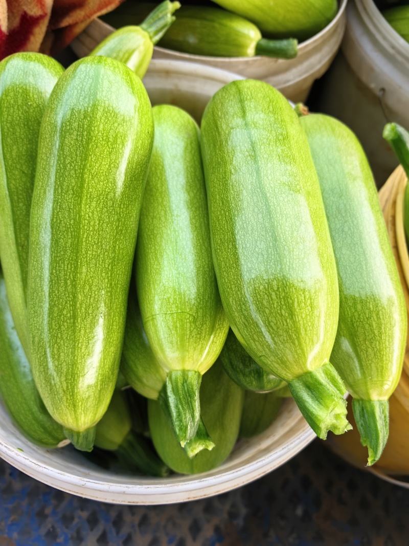 油绿西葫芦产地直发支持分拣包装电商市场商超食品厂