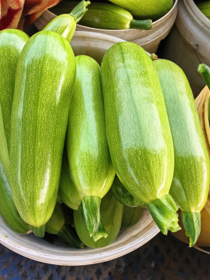油绿西葫芦产地直发支持分拣包装电商市场商超食品厂