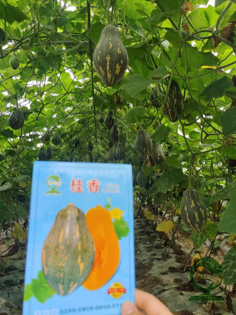 【桂香香芋南瓜】杂交-代瓜呈橄榄型肉色金黄味浓高产