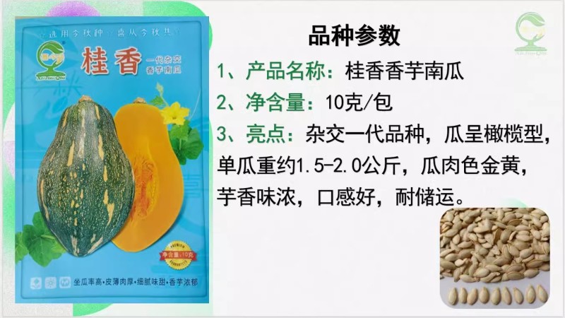 【桂香香芋南瓜】杂交-代瓜呈橄榄型肉色金黄味浓高产