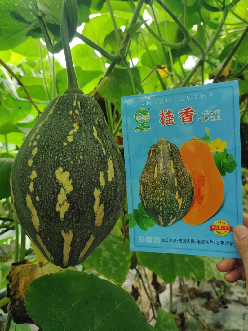 【桂香香芋南瓜】杂交-代瓜呈橄榄型肉色金黄味浓高产